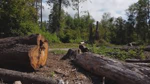 Best Tree Removal Services  in Limestone Creek, FL